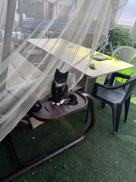 Отдам котика 3 мес.