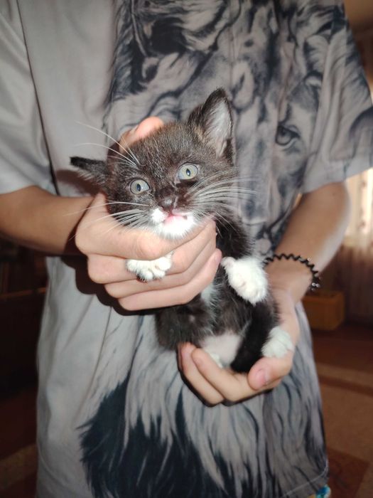 Отдадим очень красивых котят даром