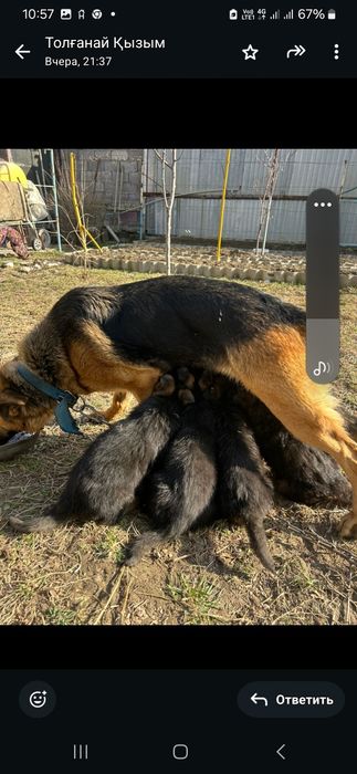 Продам щенки немецкий овчарки