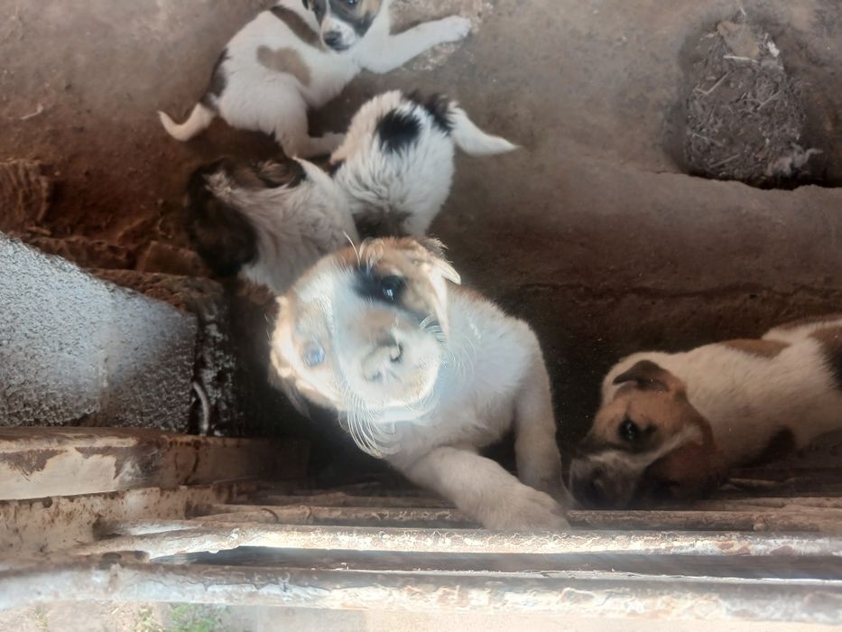 Отдам щенков в добрые руки