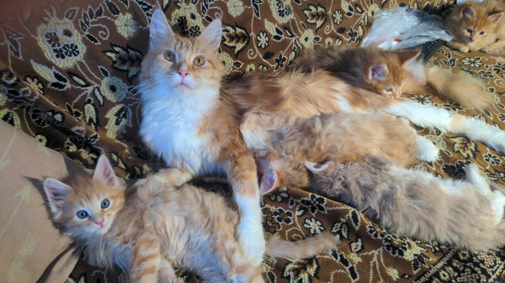 Продам котят мейн-кун