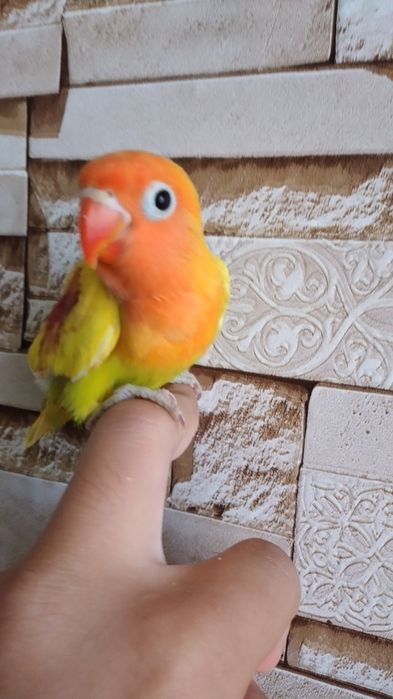 Ruchnoy nerazluchnik fisher