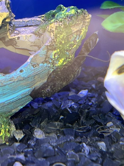 Мальки сом анциструс