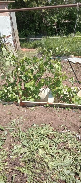 Продам дачу в дачном массиве Никель