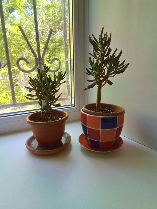 Продаются детки денежного дерева