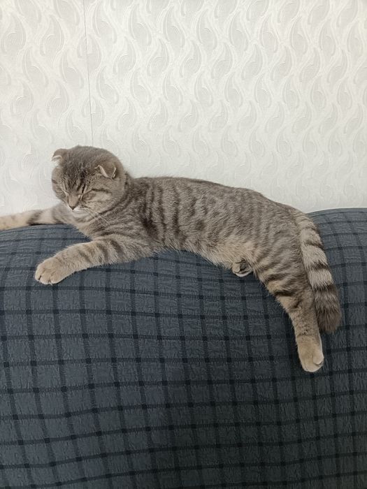 Кот  британец кострированный