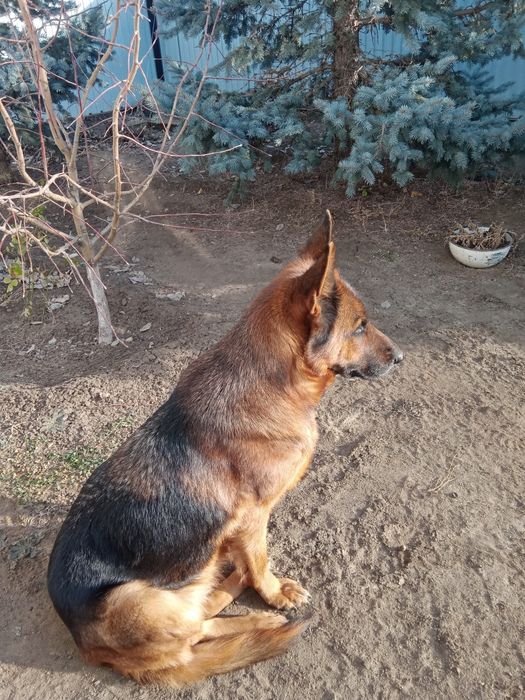 Срочно продам немецкую овчарку.