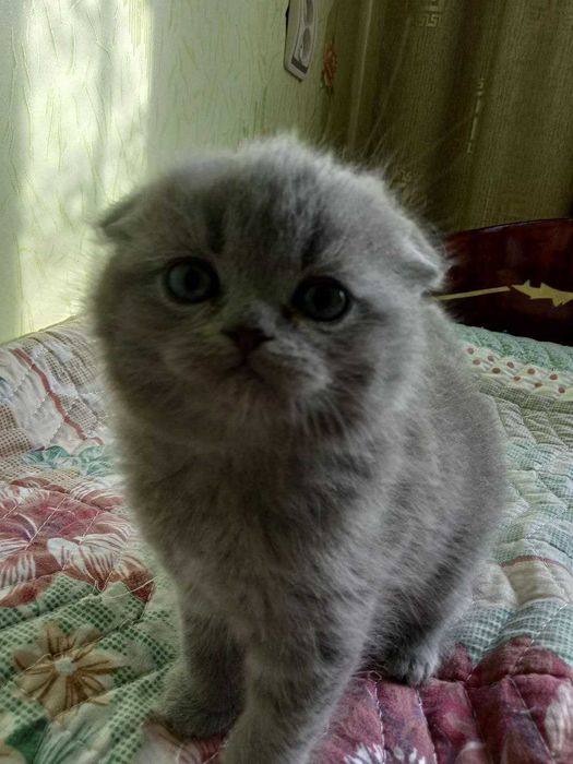 Продам котенка Шотландской Вислоухой