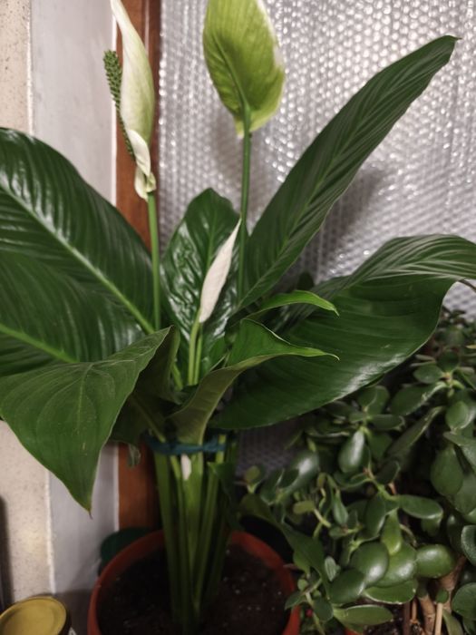 Срочно продам цветы