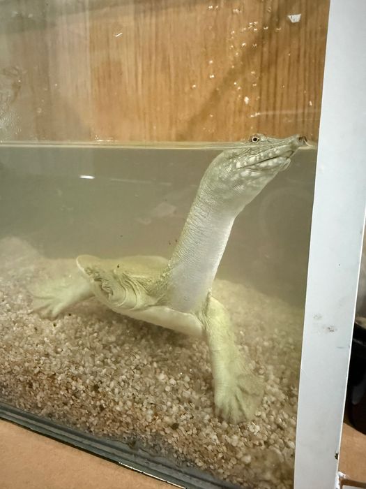 Водяная черепаха трионикс