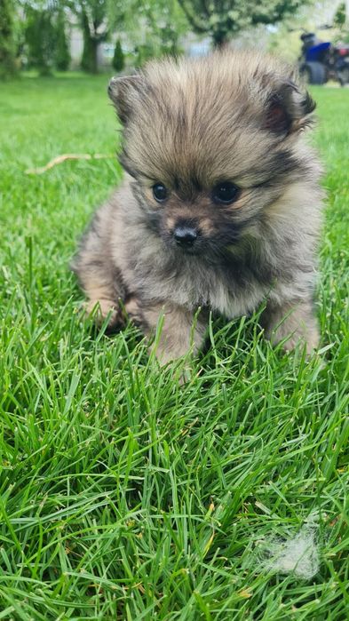 Pomeranian Spitz