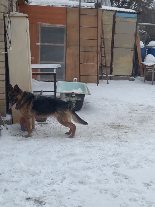 Продам Немецкую овчарку