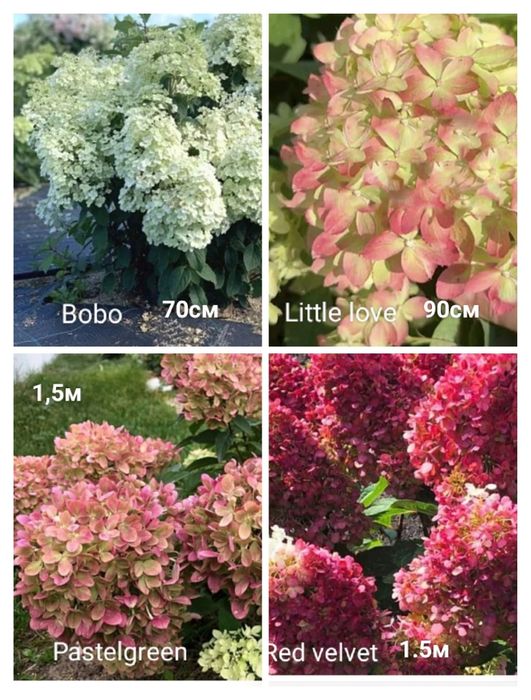 Продажа гортензии