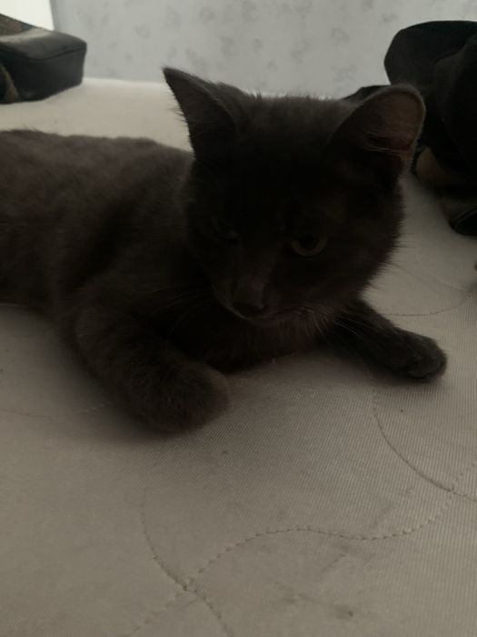 Отдам котенка