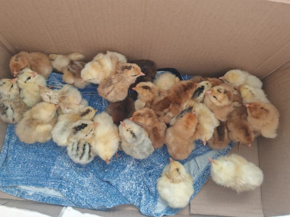 De vanzare pui araucana