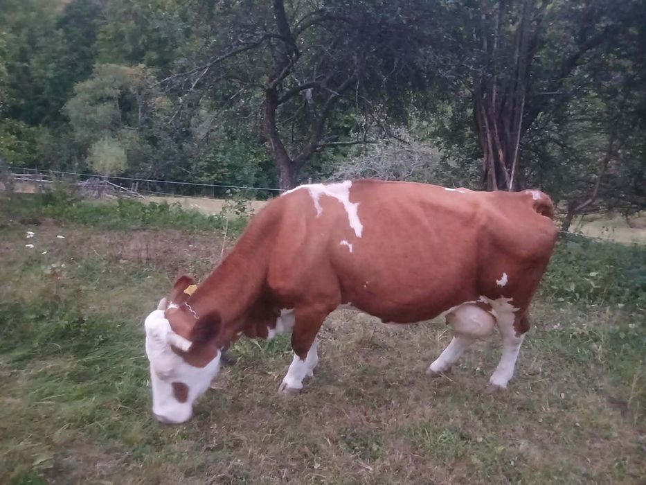 Vacă de  vânzare