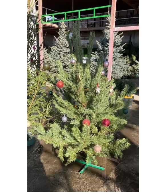 Елки живые срезанные на Новый год