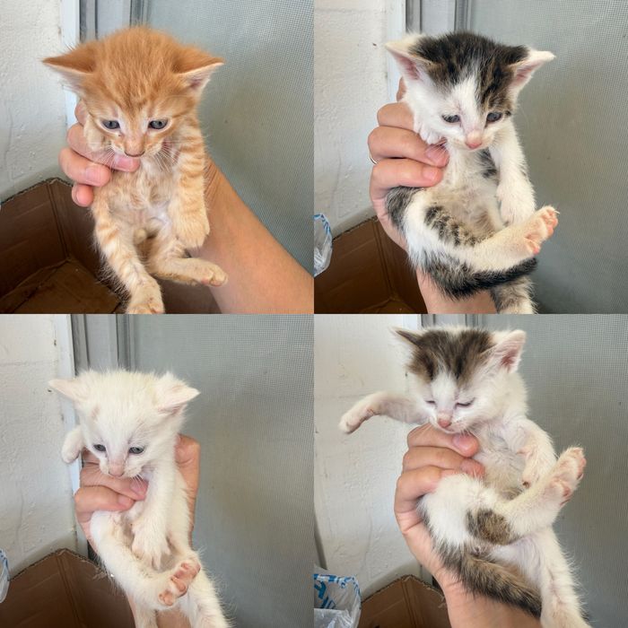 Котенки в добрые руки