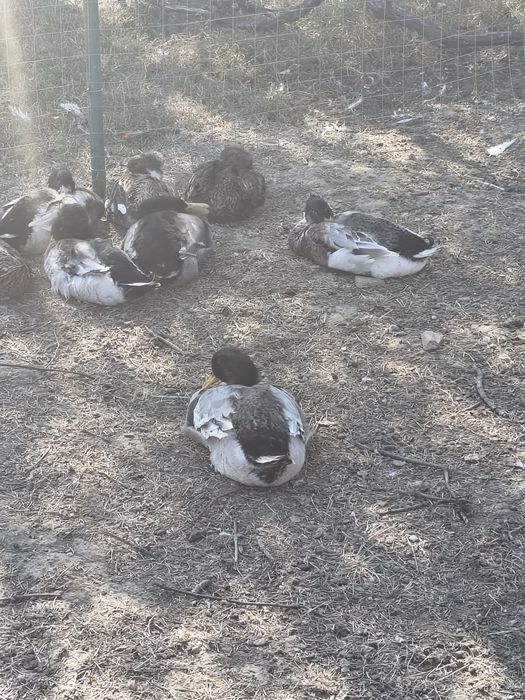 Vând păsări australorp,rățoi,curci