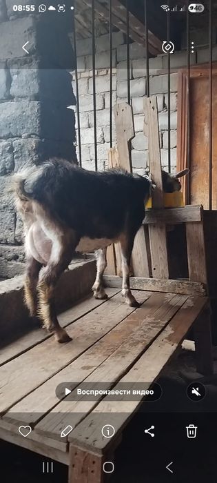 Альпийский ешкі сатылады