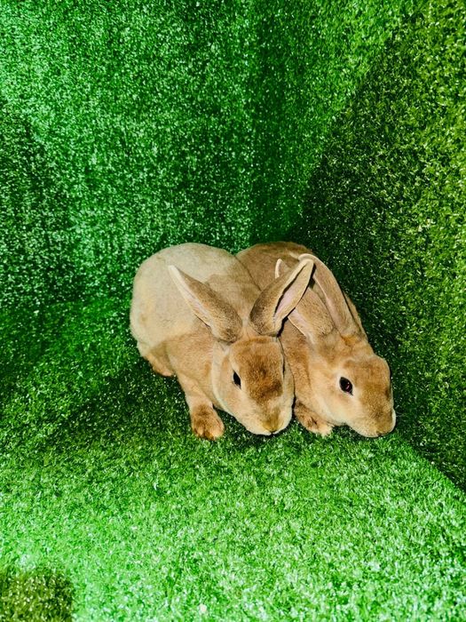 Кролики Рекс разных окрасов