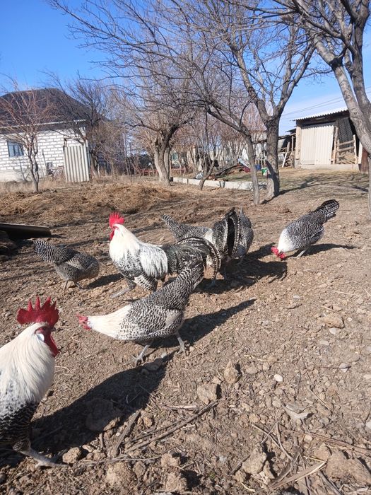 Брекель серебро семейка