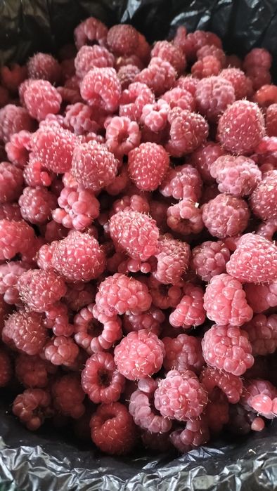 Продаётся малина местная