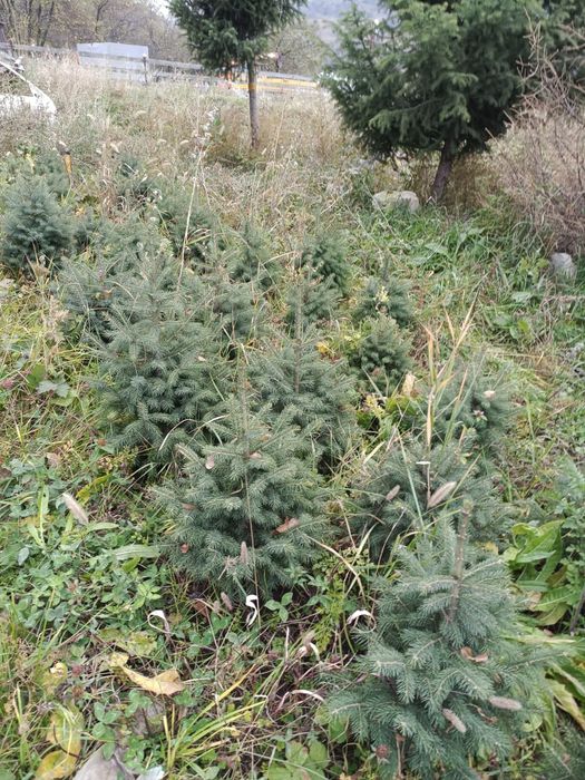 Сосна ёлочки от 60до 90 см