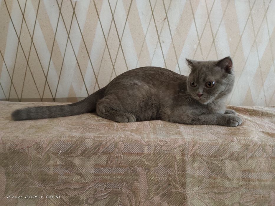 Продам котят в хорошие руки