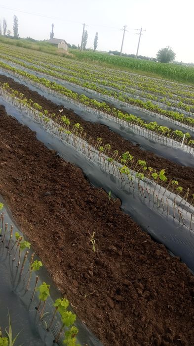 Butași vita de vie altoita!!