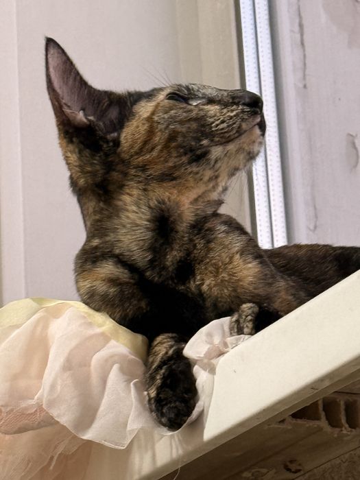 Ориентальная кошка Вязка