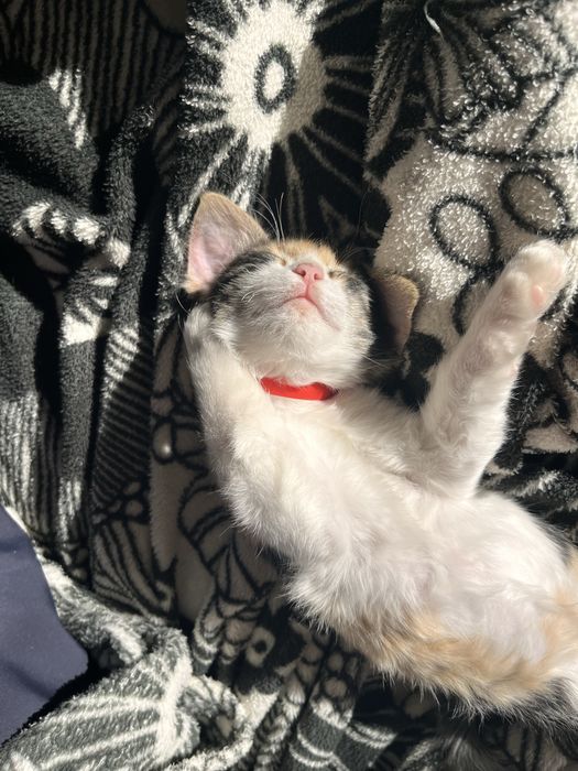 Отдам котенка в добрые руки