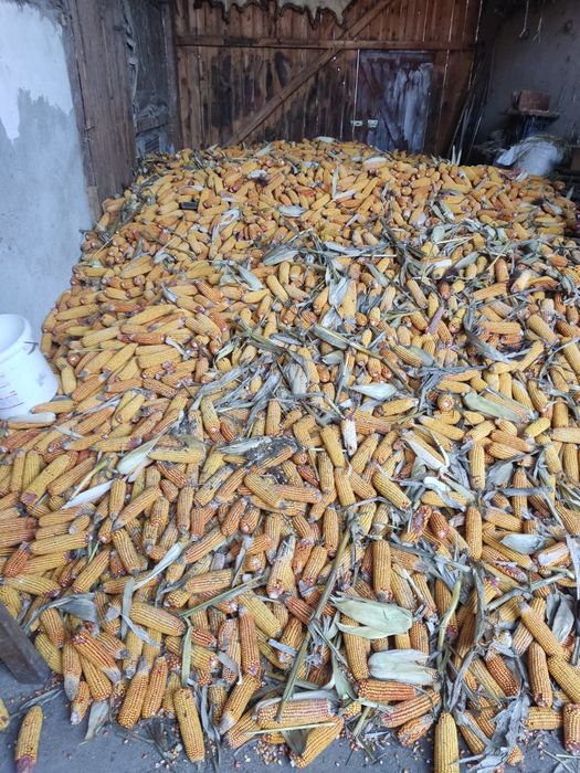 Porumb - boabe sau pe stiulete