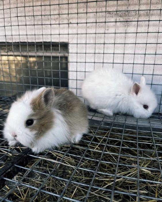 Зайче с лъвска глава