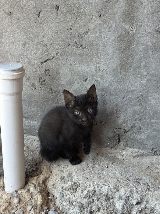 8 котят ищут новый дом!