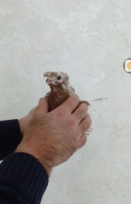 Продам голубей...