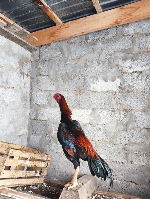 Бойцовский петух цыпа