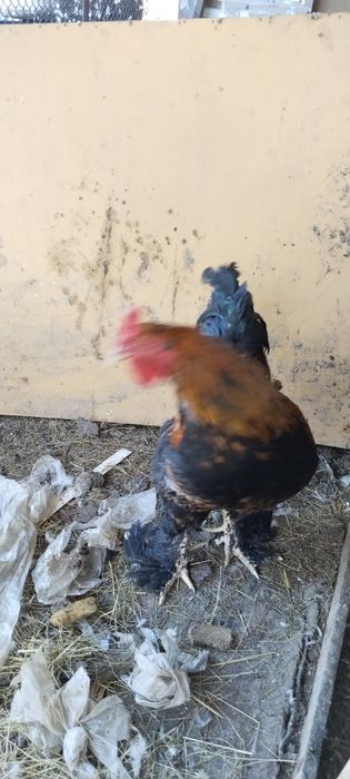 Продам петуха БРАМА