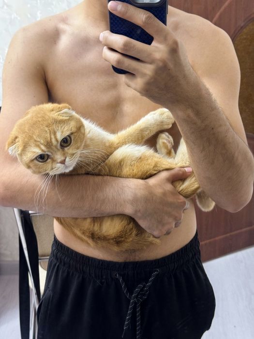 Вязка Scottish fold shinshilla