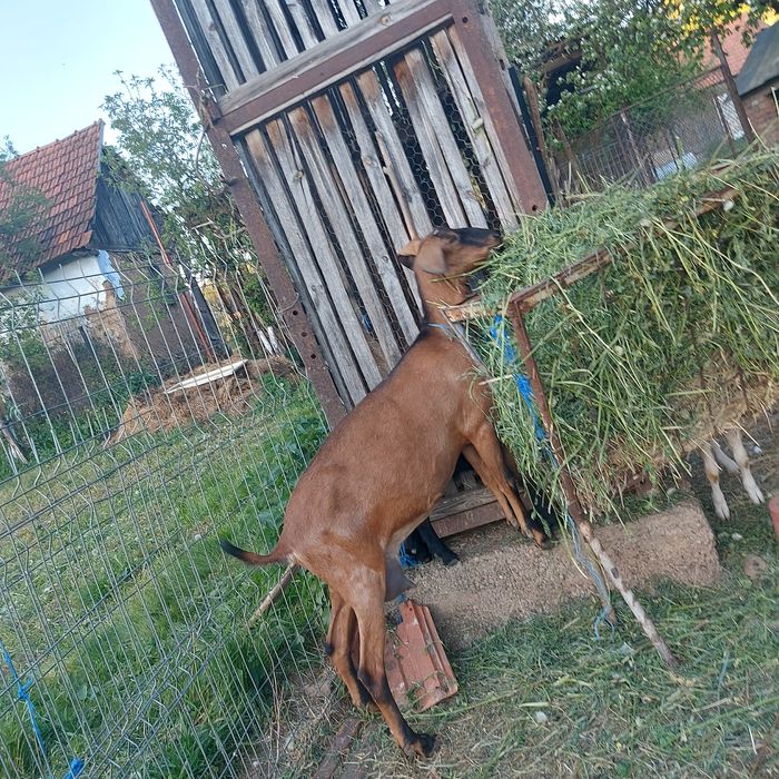 Vând țăpic de 4 luni