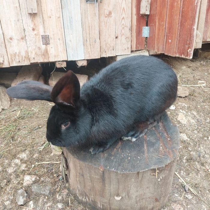 Vând iepuri de rasă uriaș german și fluture german