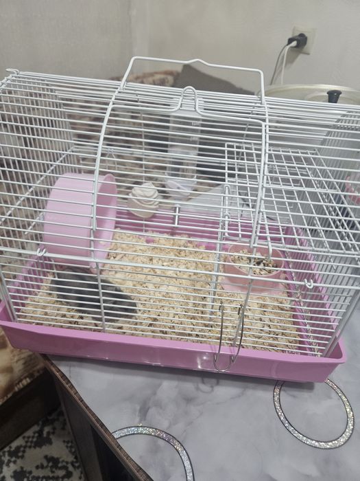 Хомячок джунгарик