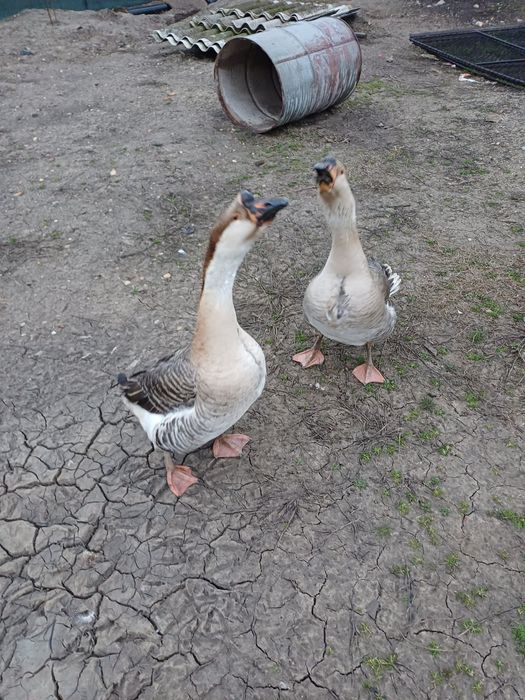 Vând pereche de gaște leșești
