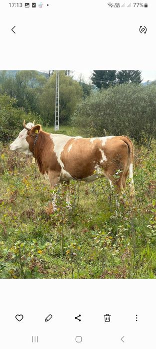 De vînzare vacă și jurincă