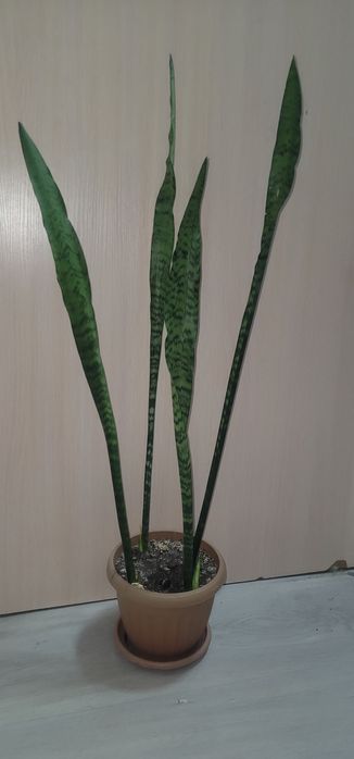 Сансевиерия  в горшке