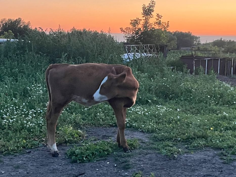 Продам корову с теленком