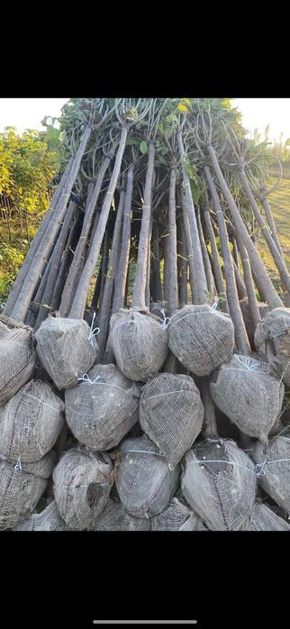 Platan acerfolia  catalpa globular