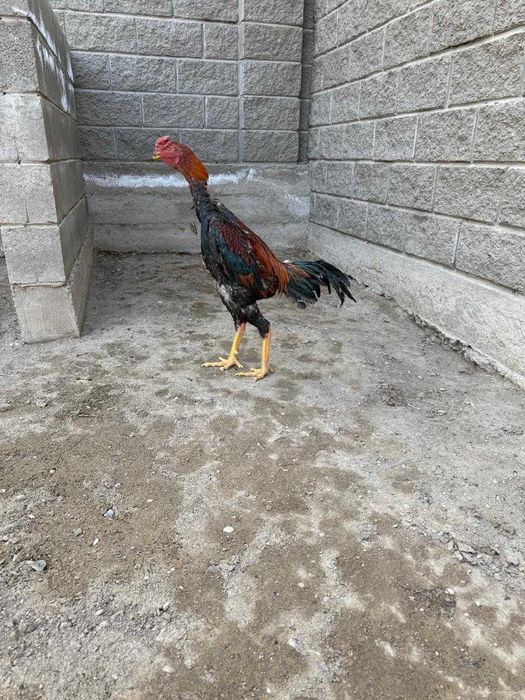 Бойцовый петух           .