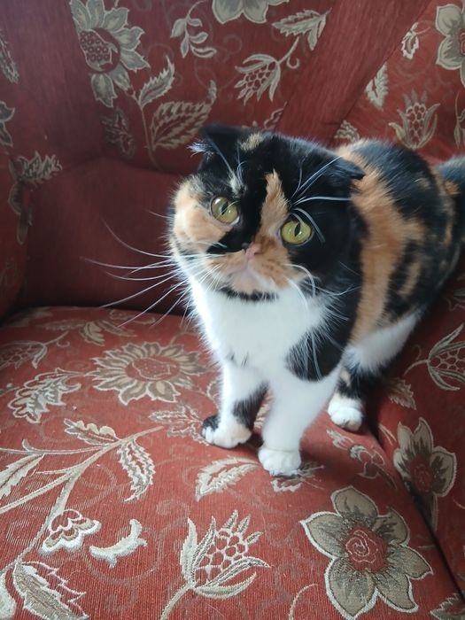Продам Кошечку Эха Экзотическая Парода