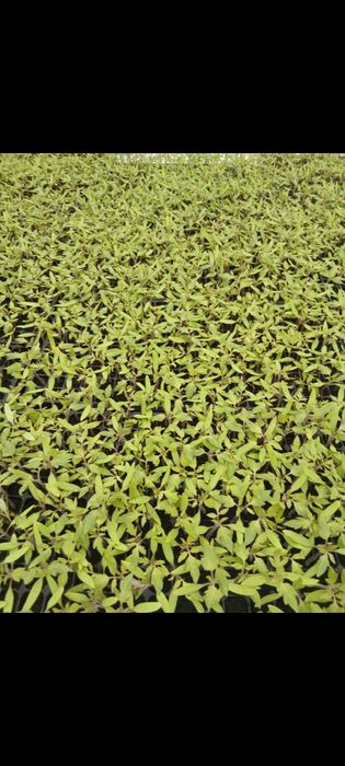 Rosii "Paris" de vanzare